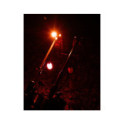 Hanger Fox Black Label Dumpy Halo Bobbin