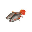 Leurre Armé Fox Rage Ultra Natural Roach Replicant