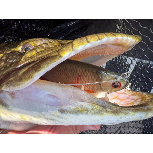 Leurre Armé Fox Rage Ultra Natural Perch Replicant