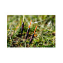 Flotteur Preston F1 Maggot