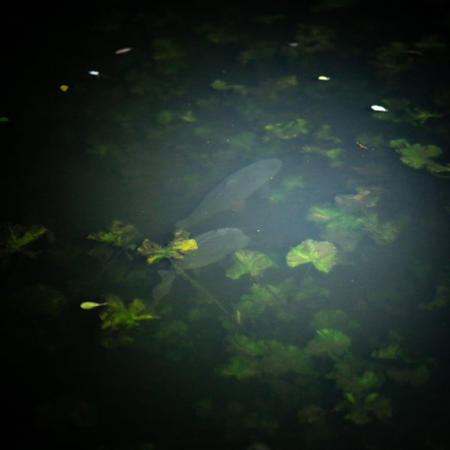 Lampe Frontale Nash Powerbanx Moonshine Mega...