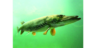 Matériel pour la pêche des Carnassiers aux meilleurs prix ! Hainaut-Pêche