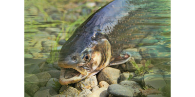 Matériel pour la pêche à la truite aux meilleurs prix ! Hainaut-Pêche